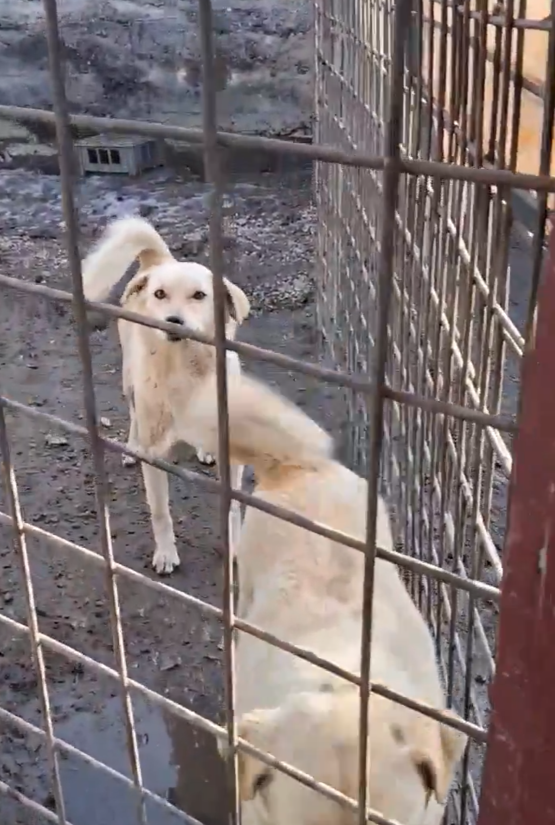 В вольерах стоят лужи