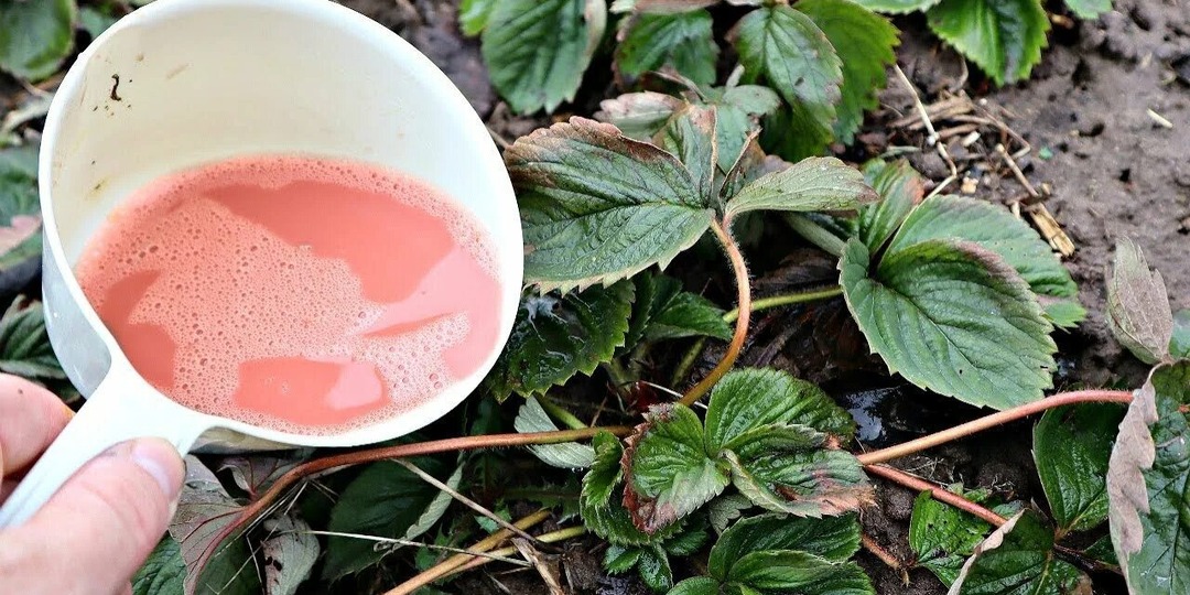 Чем обработать клубнику от болезней и вредителей в апреле мае до цветения?