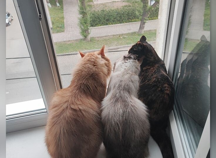 Прикольные мемы с котиками