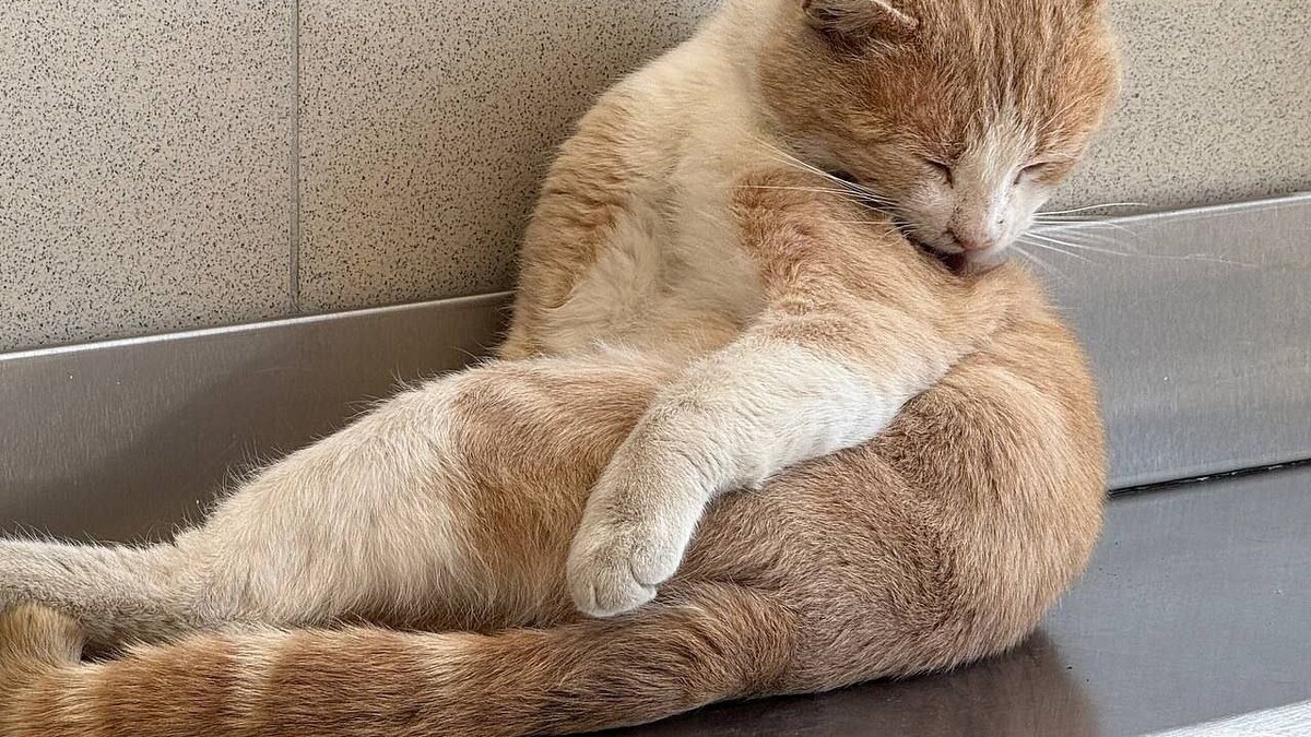    Фото: телеканал «Краснодар»