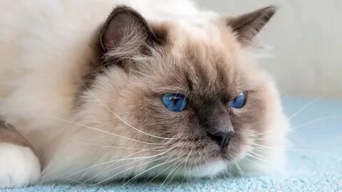 Рэгдолл. Фото Яндекс Картинки