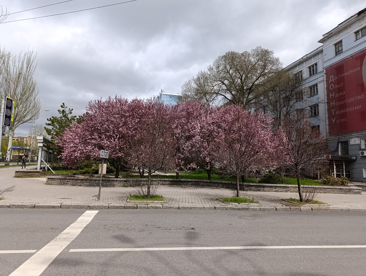Весеннее цветение на Студенческом Городке.