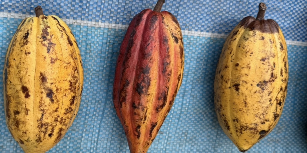 Плоды дикого какао: эксперимент со вкусом шоколада