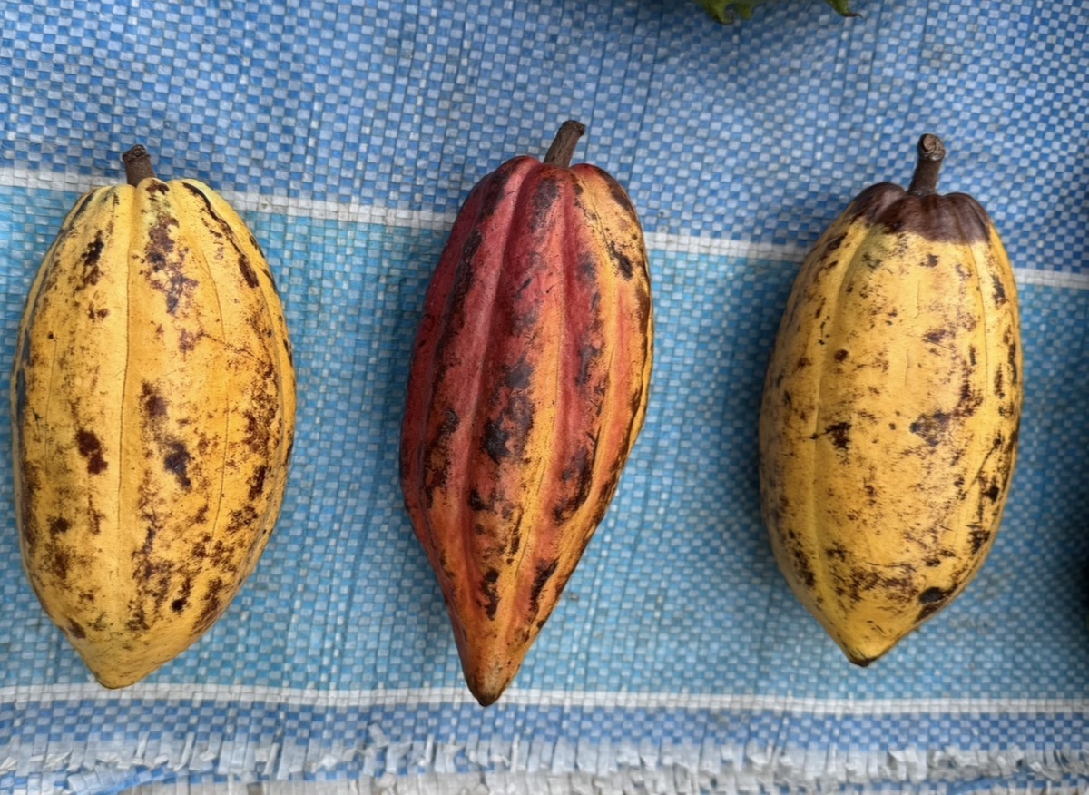 Плоды дикого какао