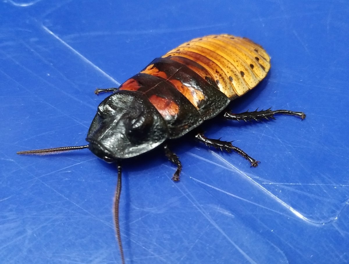 Яндекс Картинки.