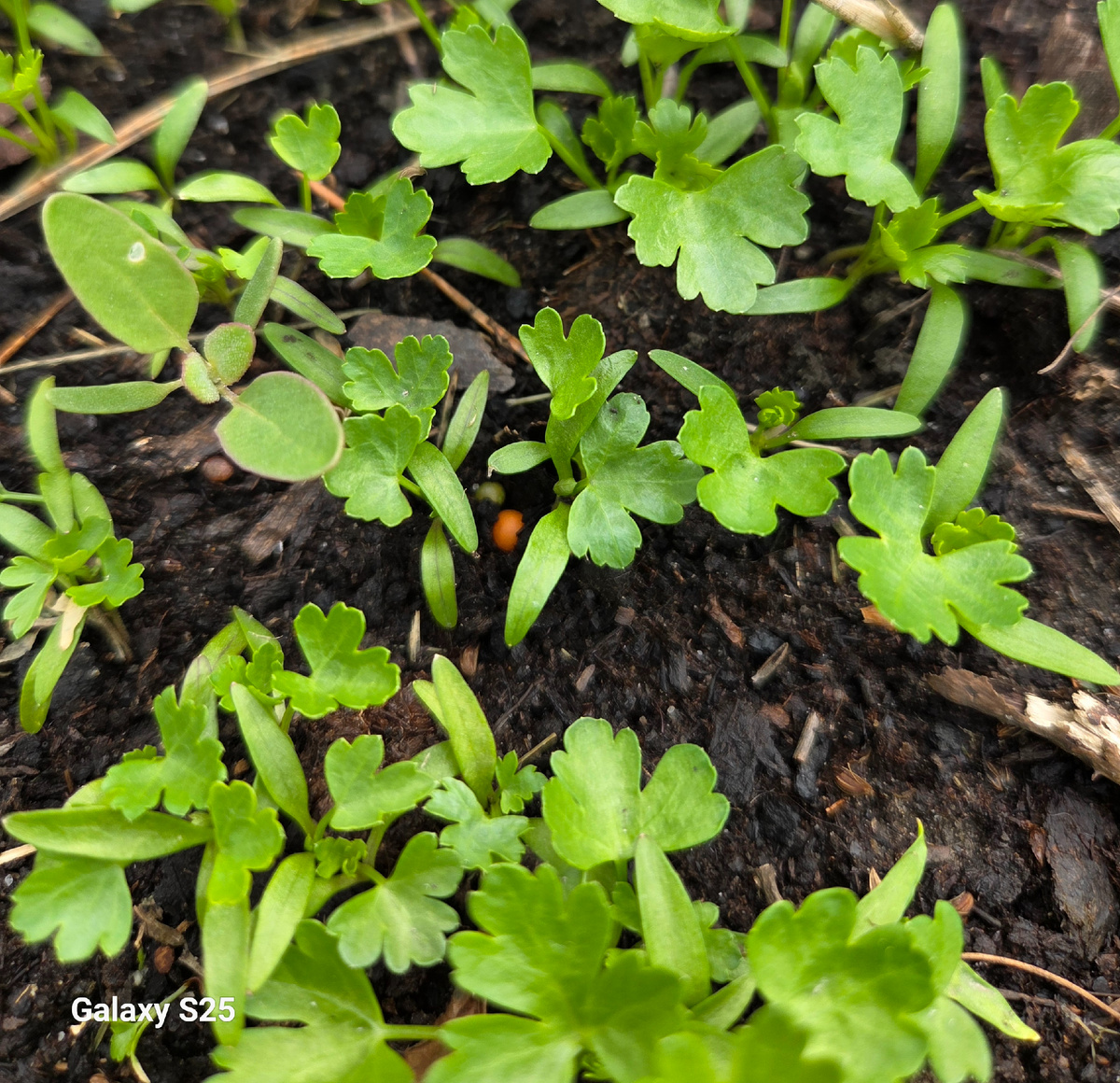 Самосев, который радует