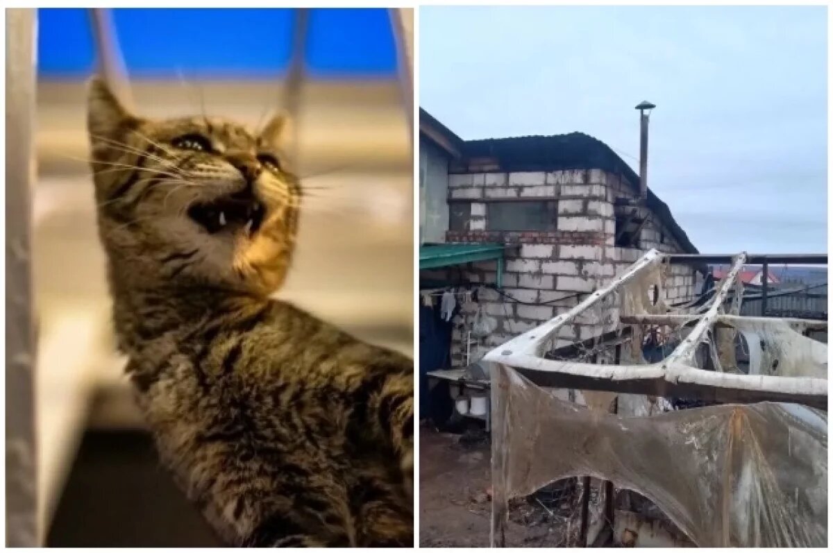    Только благодаря питомцу женщина успела выбраться из дома.