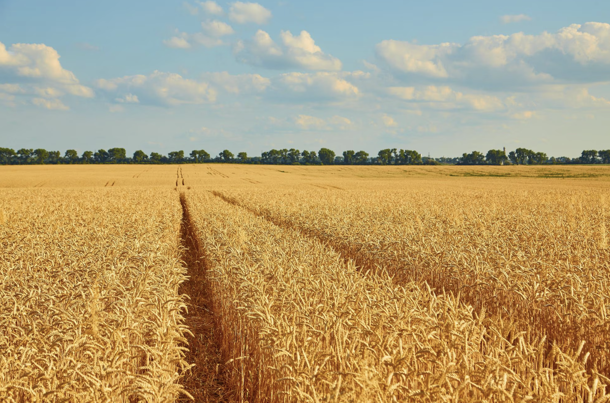 Oleksandr Ryzhkov/Freepik