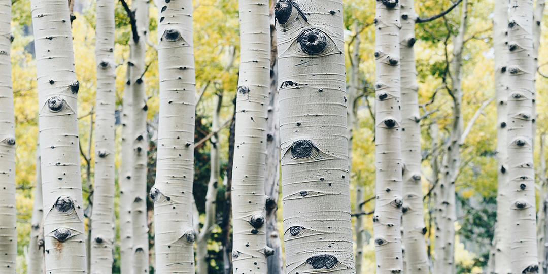 Почему у берез белые стволы и другие интересные факты