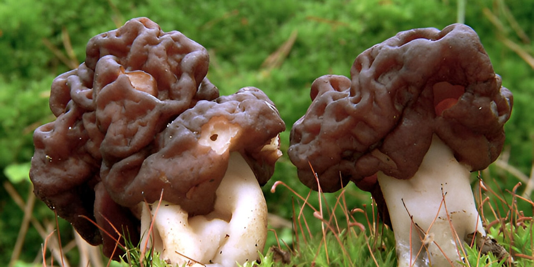 Грибной сезон в Подмосковье: куда ехать и что собирать весной?