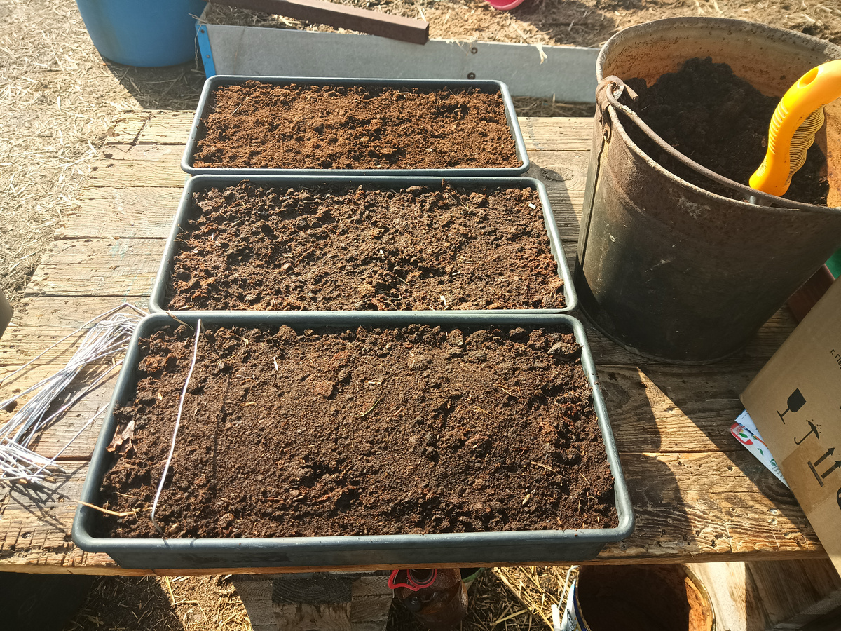 Посев 29 марта