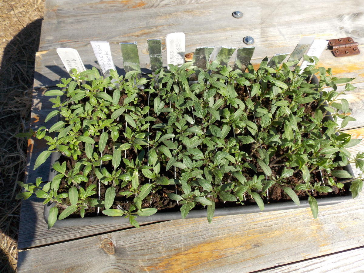 Рассада 12 апреля (спустя 14 дней после посева)