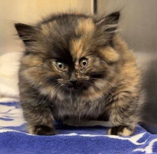 Крошечная кошка не влезала в переноску: когда ветеринары увидели её, то не поверили своим глазам