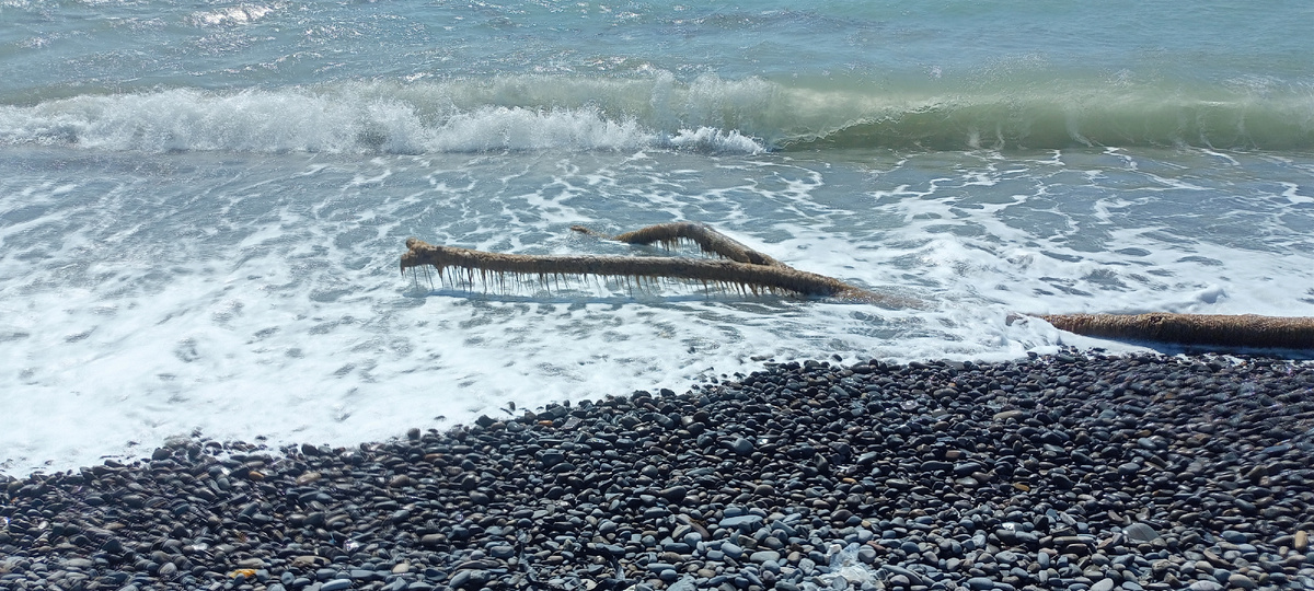 Коряга живописная приплыла к берегу