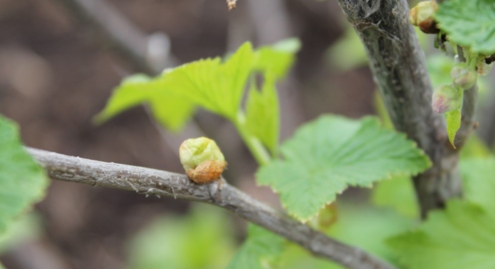 Терял смородину из-за клеща 4 сезона подряд: теперь знаю, где была ошибка
