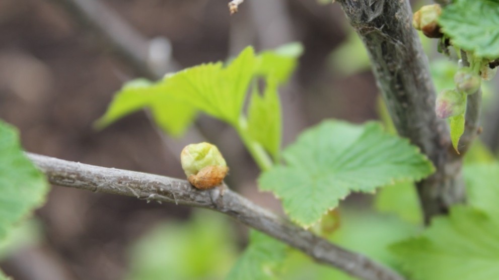 Раздутые почки — первый признак того, что клещ уже внутри. На ощупь они плотные и не раскрываются в срок.