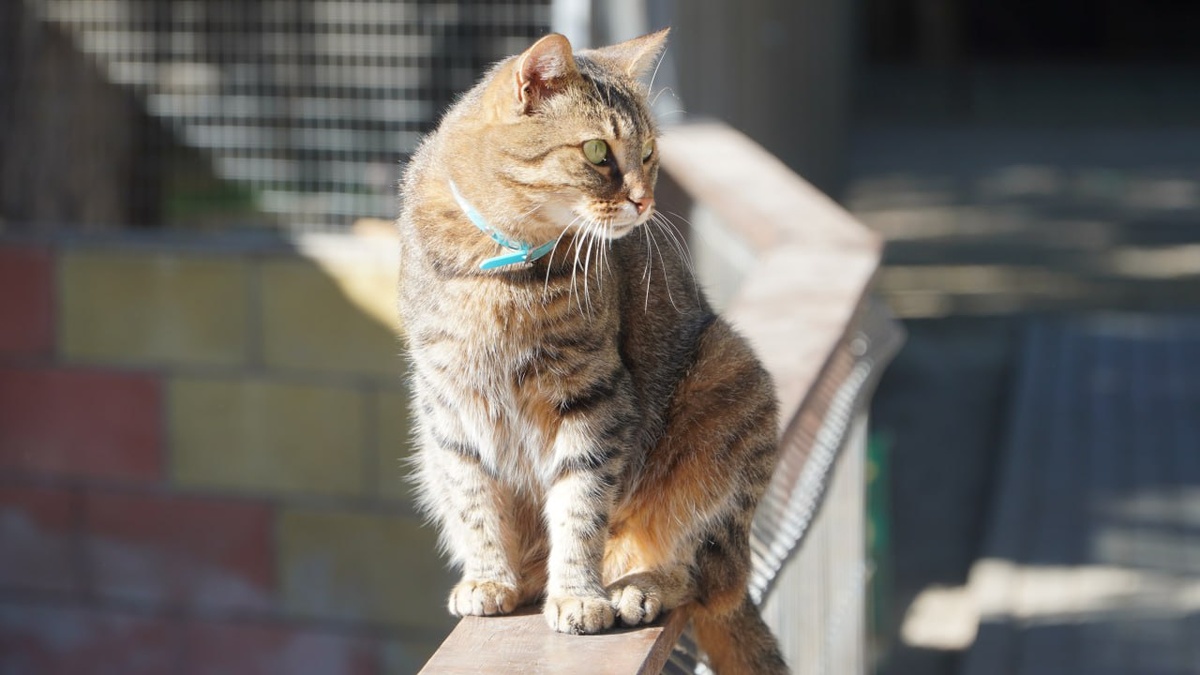    Фото: "Крым 24" Viktoria Metelyova