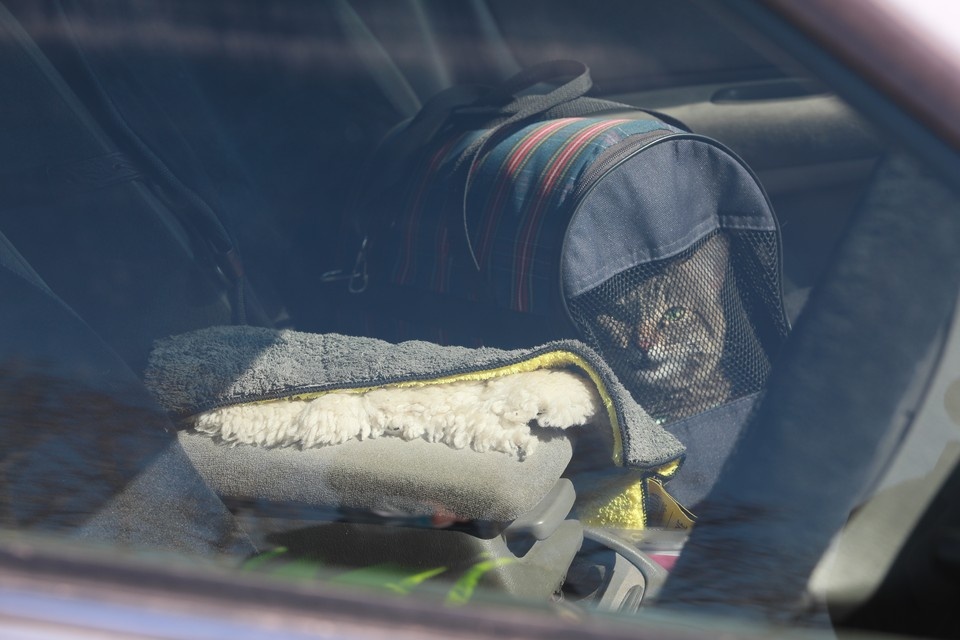    Петербуржец отсудил у авиакомпании 100 тысяч рублей за смерть кошки в самолете ЛЕНЦ Мария | Архив КП