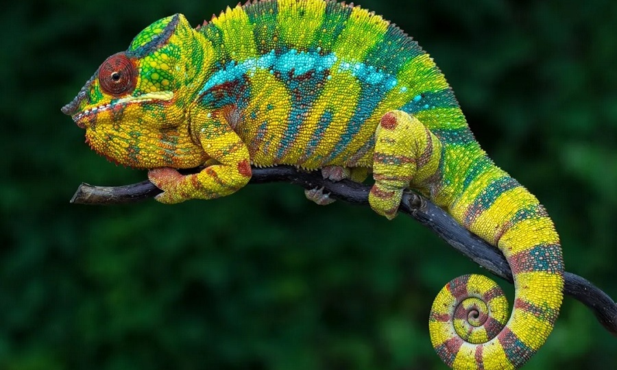Хамелеоны: на вкус и на цвет…