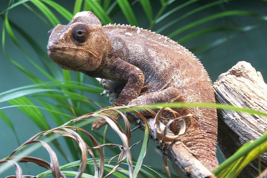 Гигантский хамелеон (Furcifer oustaleti) в лесах Мадагаскара. Фотография из интернета.