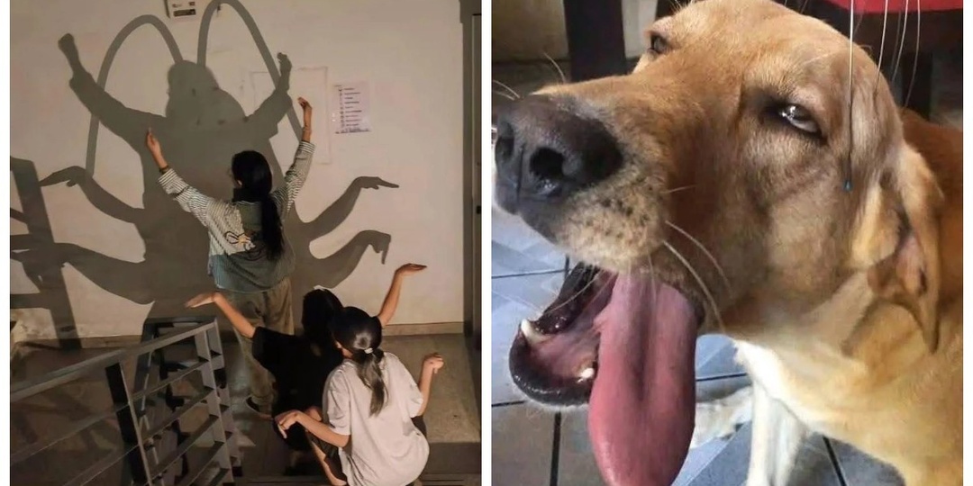 Пёс-менеджер, птица-гигиенист и кирпич-революционер: 25 кадров, после которых мир уже не будет прежним