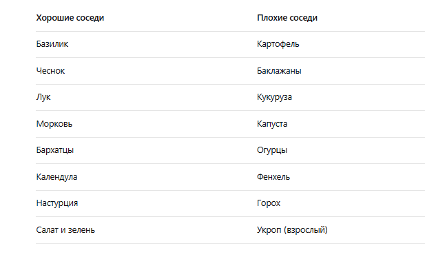 что посадить с томатами на одной грядке