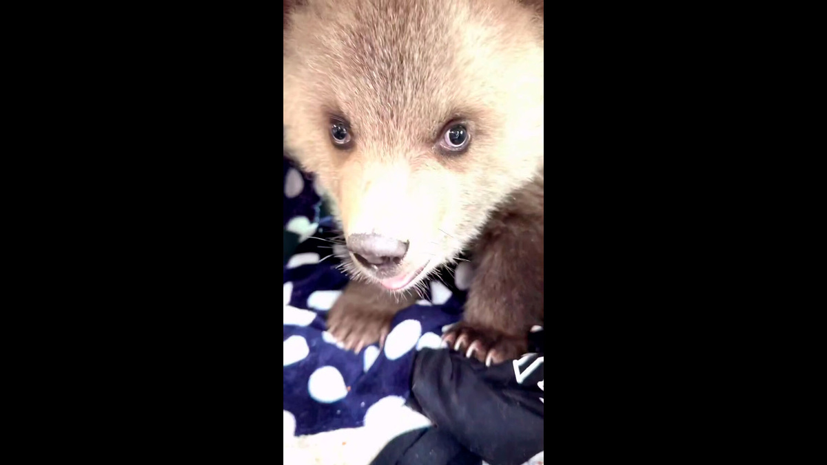    Первый канал