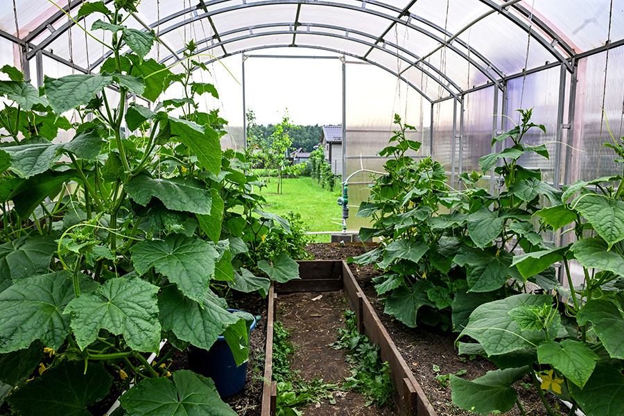    © Екатерина Чеснокова/РИА Новости