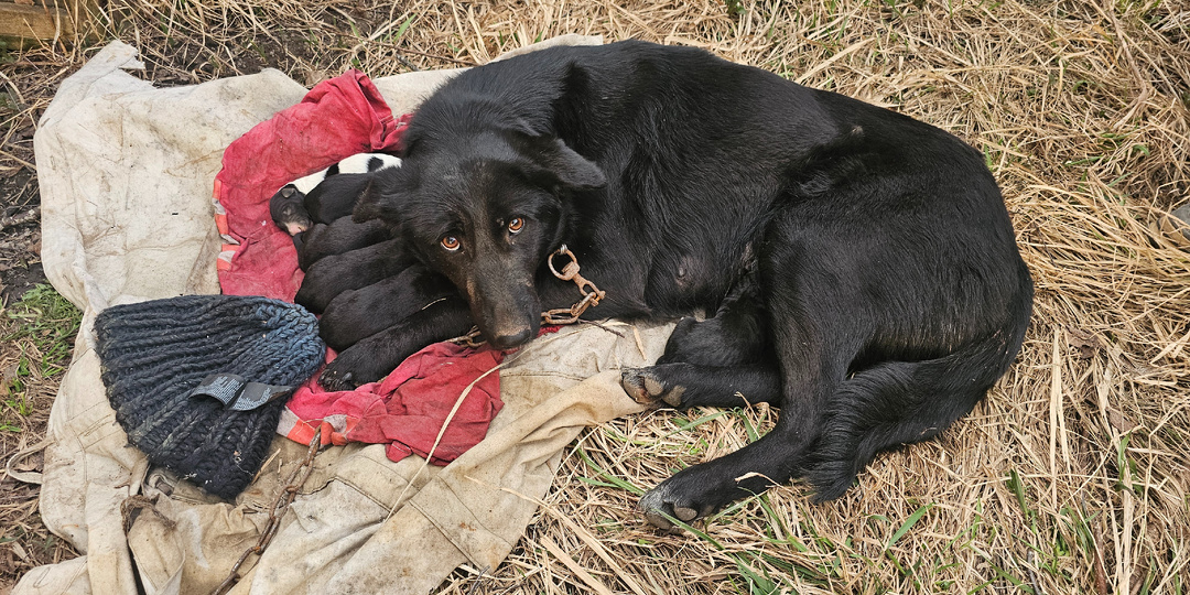 Выжить...их деток всегда убирали "дедовским" способом...