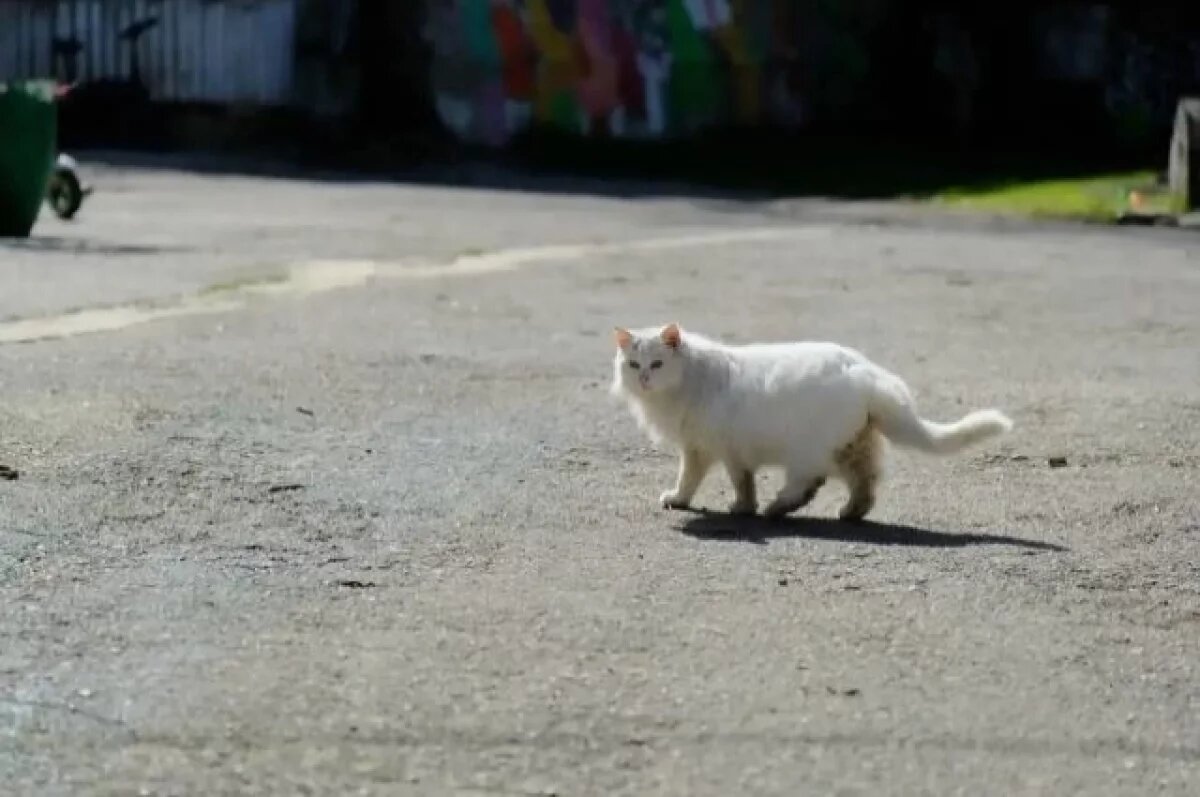    Приют для кошек на 100 животных начали строить в Ялте