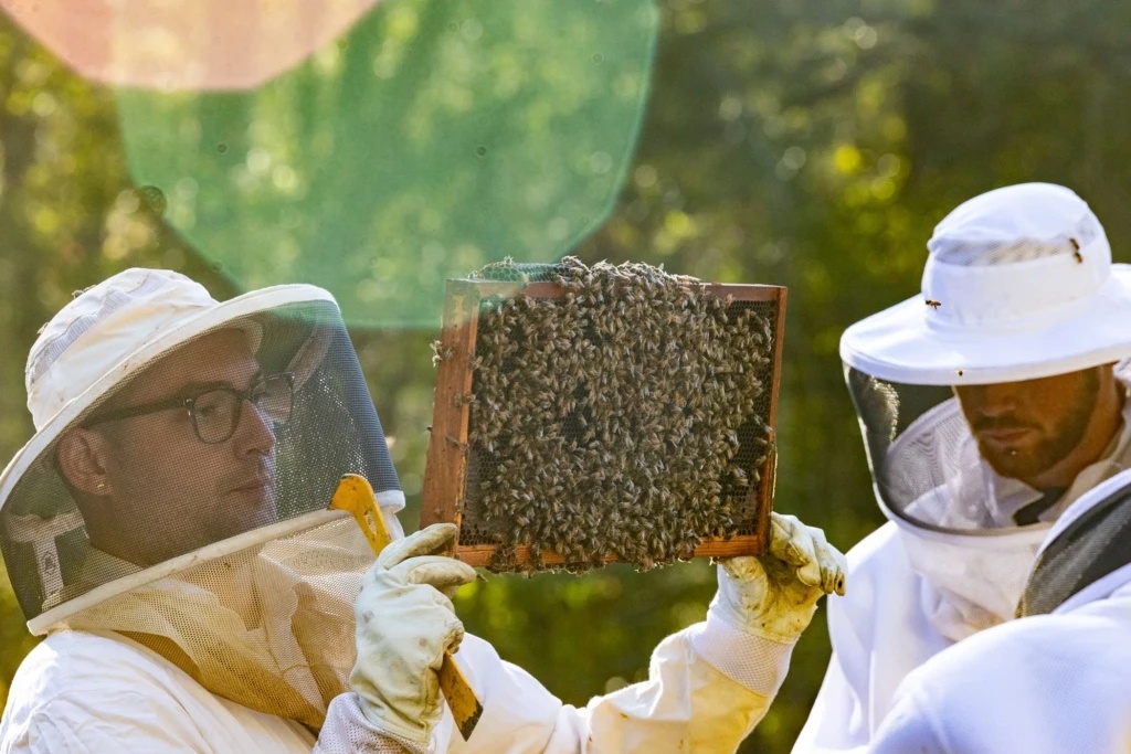 Энтомолог из Университета Джорджии Льюис Бартлетт (слева) углубляет наши знания о том, как медоносные пчёлы активно вырабатывают перекись водорода в своих ульях, превращая запасы пищи в систему защиты всей колонии. (Фото Дороти Козловски)