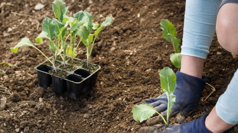 Рассада цветной капусты