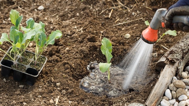 Высадка рассады в грунт