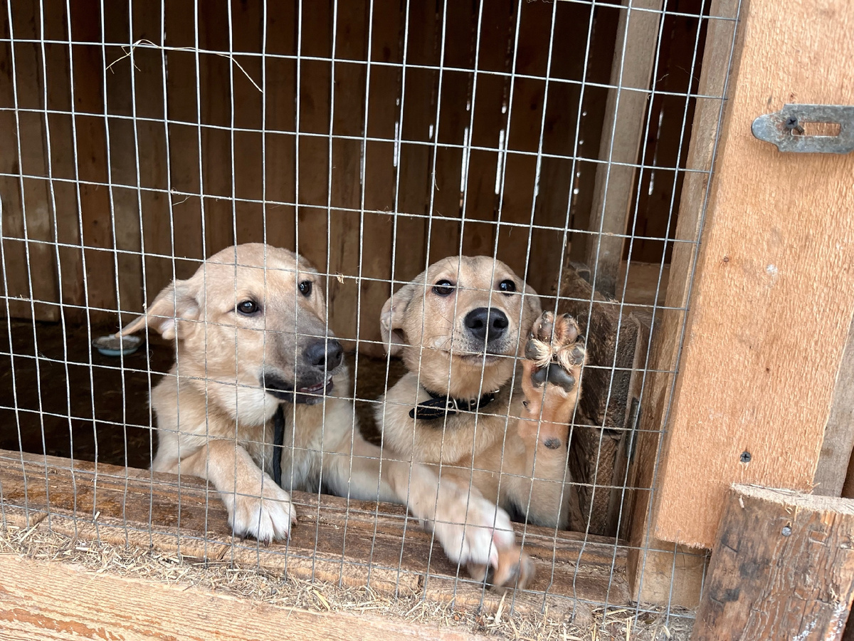 Квк же хочется внимание! 