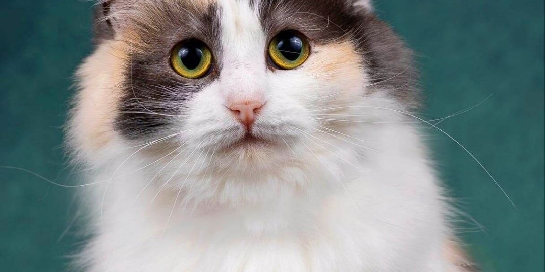 Через год домашней жизни – снова в клетку.Каково это быть нелюбимыми и преданными дважды?