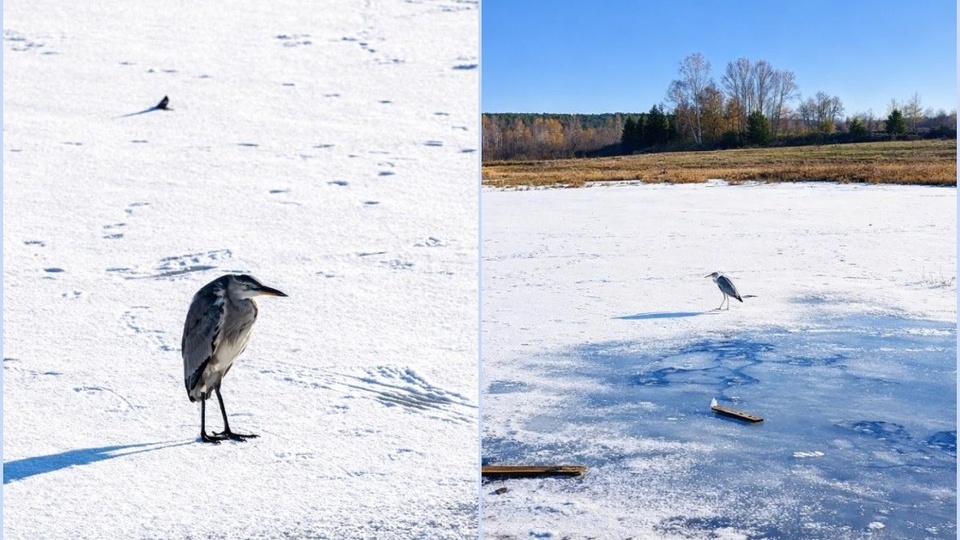 Не смог улететь на юг и замерзал заживо: гибнущего на льду птенца спасли простые люди, передали специалистам и… потеряли