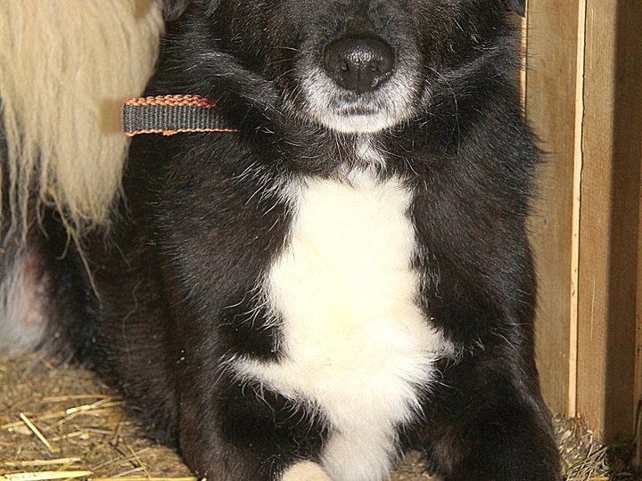 Одиннадцать лет назад в приют попала молодая, но дикая собачка. Как она?