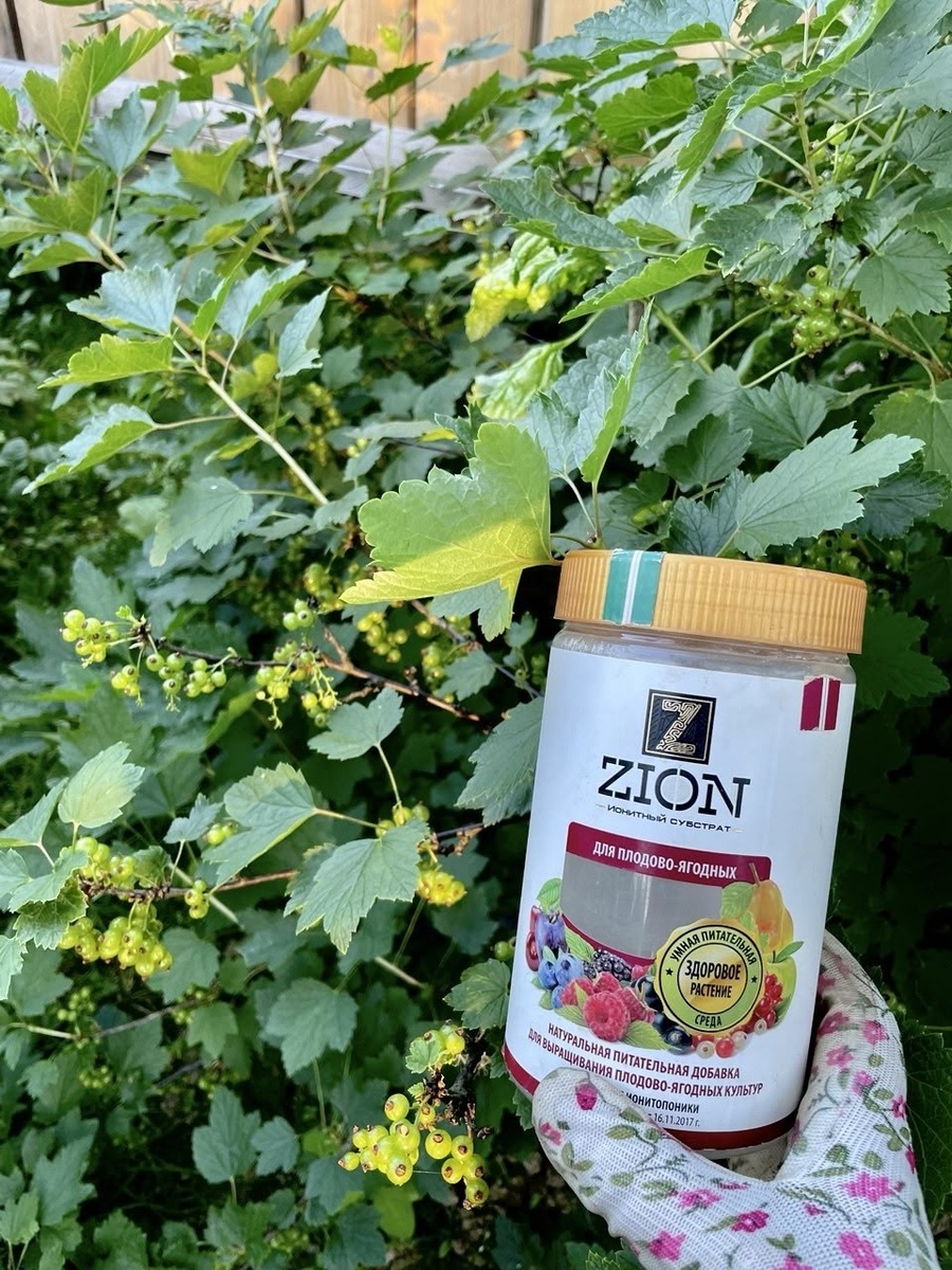 что сделать со смородиной весной