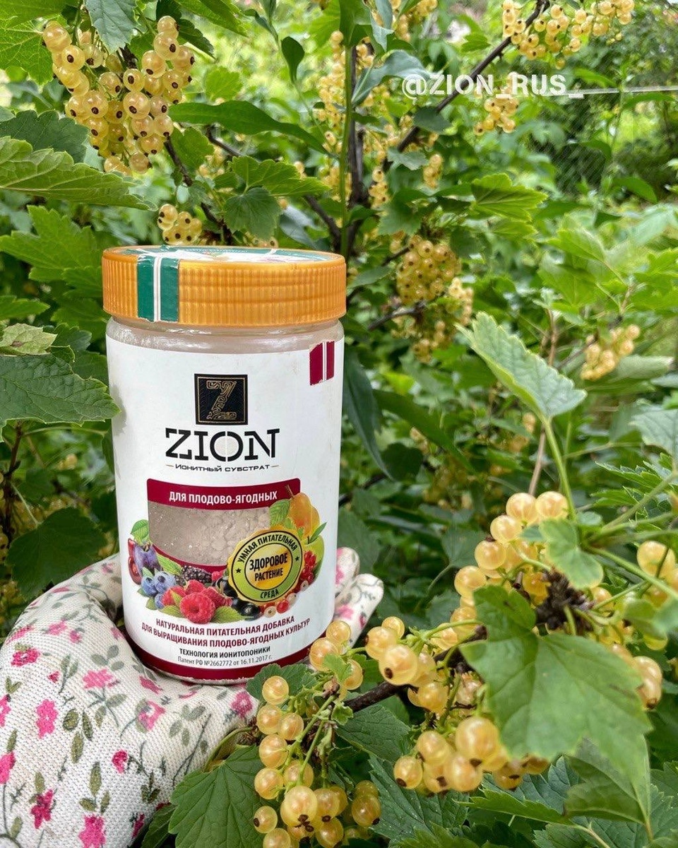 уход за смородиной весной