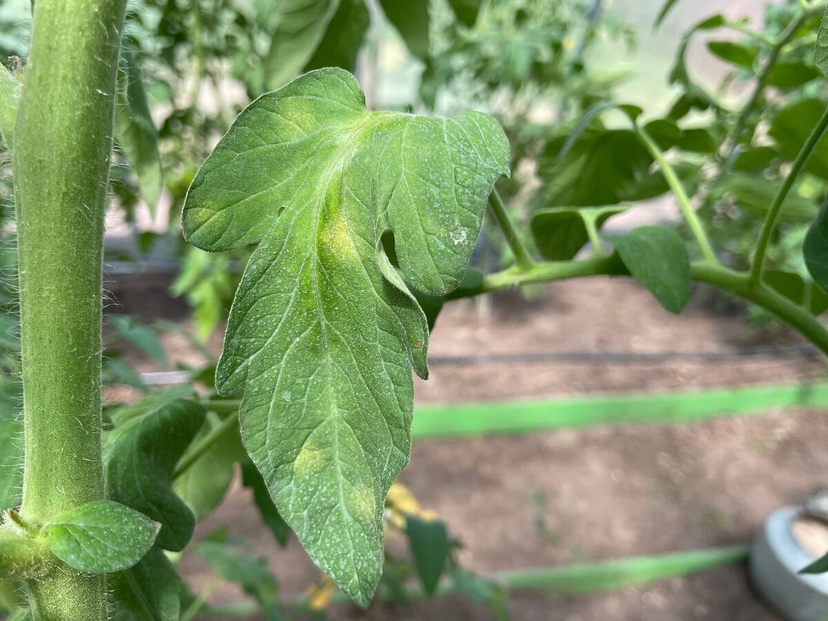 Кладоспориоз на томатах. Фото автора 