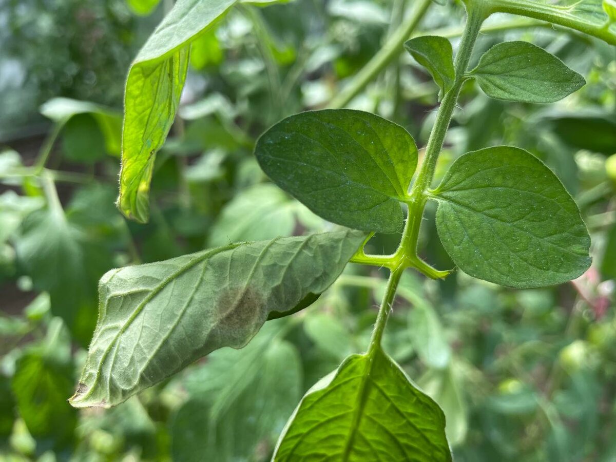 Бурая пятнистость на нижней стороне листа. Фото автора 