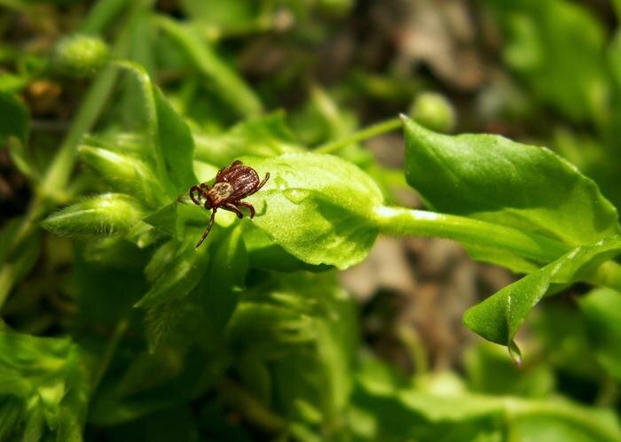 Растения от клещей на даче: список того, что можно посадить на участке. Фото © Shutterstock / FOTODOM / Nataliia Kurylo