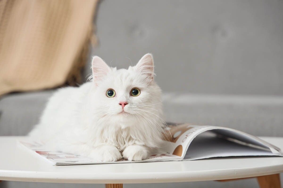 Интересный факт — кошки не видят лицо хозяина вблизи, но всегда узнают его по запаху, голосу и даже походке. Источник: Pixel-Shot / Shutterstock / FOTODOM📷
