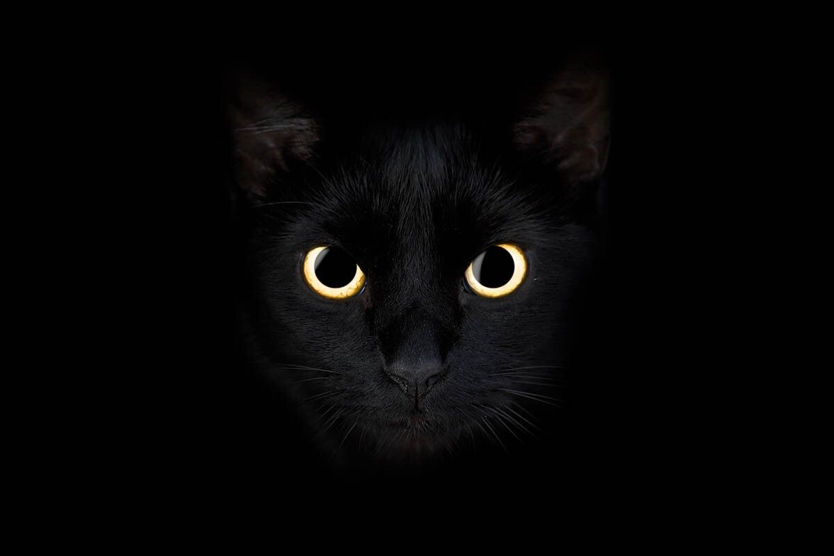 Уникальный слой позади сетчатки — тапетум (лат. tapetum lucidum) отражает свет обратно на фоторецепторы, заставляя глаза кошек «светиться» в темноте. Источник: Valentina Shilkina / Shutterstock / FOTODOM📷
