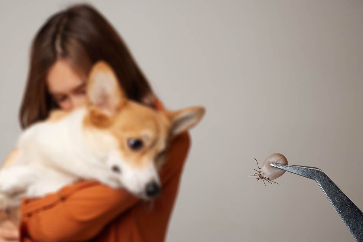 Из-за шерсти заметить присосавшегося паразита у питомца сложнее, чем на коже человека. Источник: sergey kolesnikov / Shutterstock / FOTODOM📷
