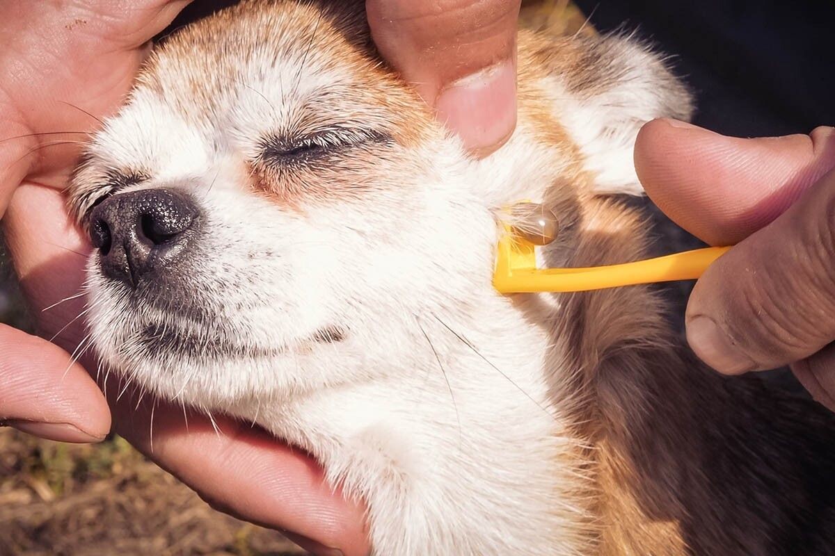 Клещедером удалять паразитов удобнее всего. Источник: Natalya Erofeeva / Shutterstock / FOTODOM📷
