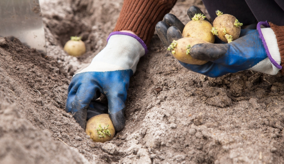 Сидераты весной: что посеять под картошку и когда заделывать горчицу