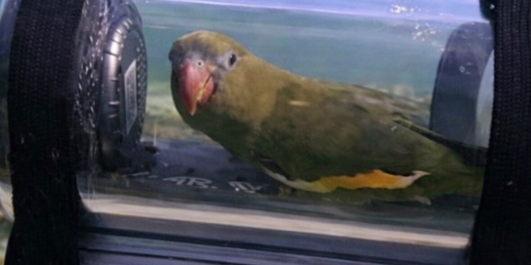 Попугай совершил подводное погружение в самодельной субмарине