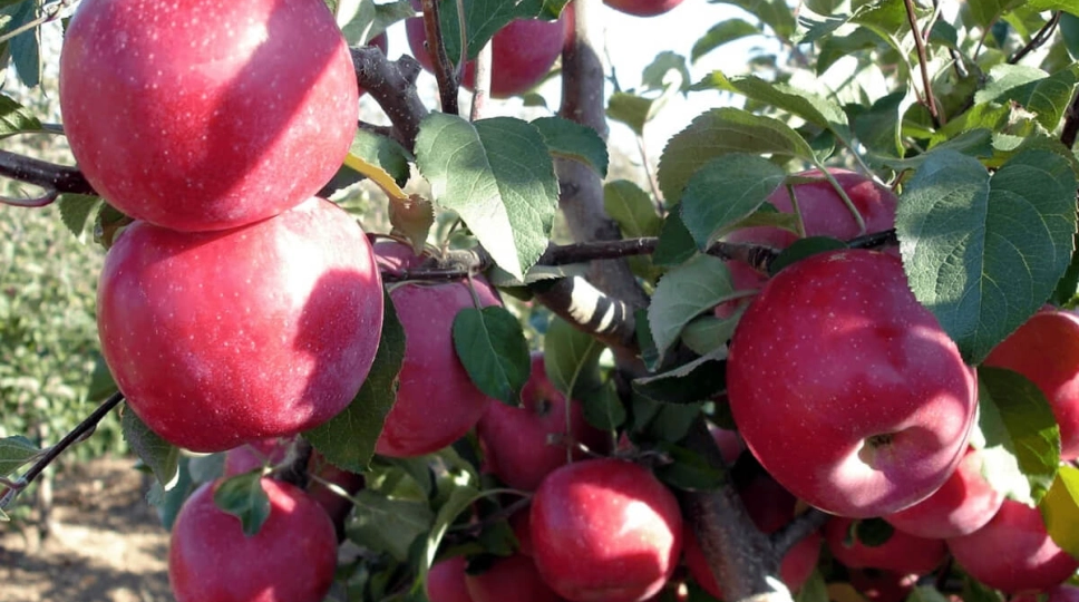 Десертные зимние сорта ЯБЛОК премиум-класса по американски. И реалный шедевр который пытались украсть