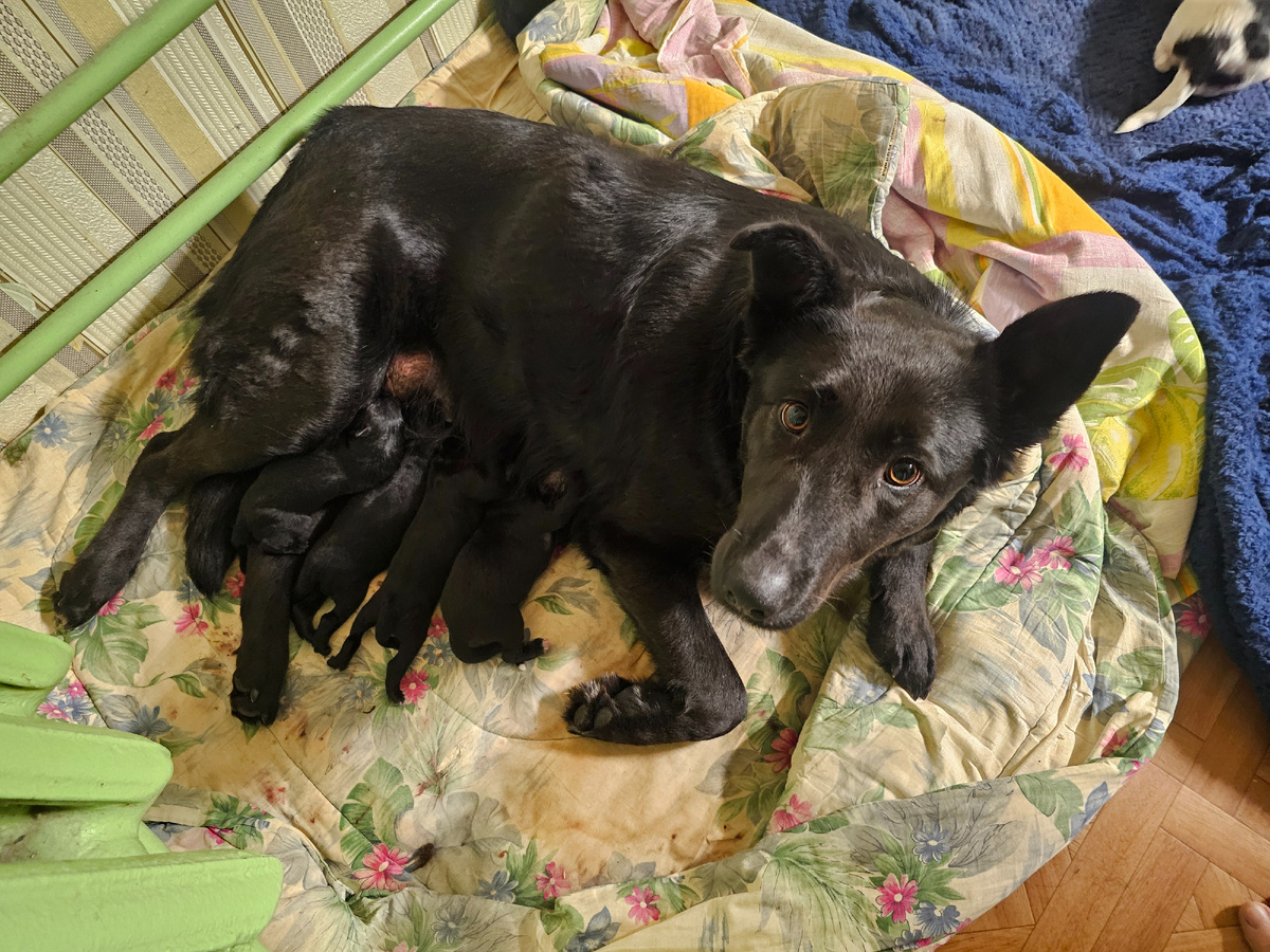 Фото автора. Аля с малышами.